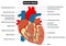 Human exterior heart muscle anatomy infographic diagram