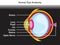 Human eye anatomy infographic diagram