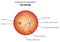 Human eye anatomy, retina