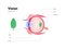 Human eye anatomy and vision medical infographic poster. Vector healthcare illustration. Side view of human eyeball with text
