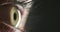 Human, eye zoom and woman vision on dark background and mockup for optometry exam, insurance or natural anatomy research
