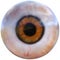 Human Eyeball, Eye Organ, Isolated