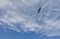 human face formed of clouds, looking at a seagull, on a hot August day in the black sea sky, romania, no edit