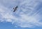 human face formed of clouds, looking at a seagull, on a hot August day in the black sea sky, romania, no edit