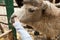 A human is feeding a camel in a zoo