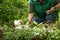 Human feeding two young stork chicks