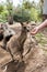A human feeding a wallaby