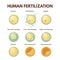 Human fertilization