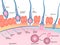 Human fertilization process of sperm and egg cell diagram