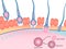 Human fertilization of sperm and egg cell diagram