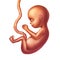 Human Fetus Concept