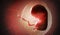 Human fetus or embryo inside womb. 3D rendered illustration.