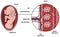 Human fetus placenta anatomy infographic diagram