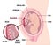 Human Fetus Placenta Anatomy. Usual anatomical Placenta Location During Pregnancy.