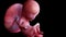 A human fetus week 12