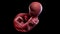 A human fetus week 14