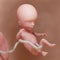 A human fetus - week 14