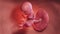 A human fetus week 15