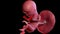 A human fetus week 15