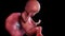 A human fetus week 19