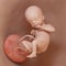 a human fetus - week 21