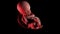 A human fetus week 24