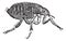 Human flea or Pulex irritans vintage engraving