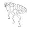 Human flea. Realistic hand drawing black and white vector illustration.