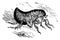 Human Flea vintage illustration