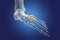 Human foot anatomy. Cuboid bone of the foot