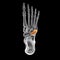 Human foot anatomy. Cuboid bone of the foot
