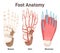 Human foot anatomy. Footstep anatomical bones, muscles and veins