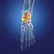 Human foot anatomy. Talus bone of the foot