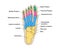 Human foot bones anatomy with descriptions. Educational diagram of internal organ illustration. Calcaneus, tarsals