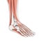 Human Foot Muscles Anatomy