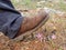 Human foot in rough hiking boot tramples on small Stevens meadow saffron flowers in the forest.