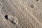 Human footprints, dog\'s footprints at the beach