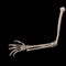 Human forearm skeleton anatomy bone 10