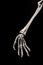 Human forearm skeleton anatomy bone 5