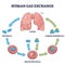 Human gas exchange process with oxygen cycle explanation outline diagram