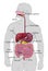 Human Gastrointestinal Digestive System