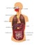 Human gastrointestinal tract