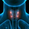 Human Glands Parathyroid Glands Anatomy