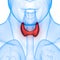 Human Glands Thyroid Gland Anatomy