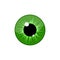 Human green eyeball iris pupil isolated on white background. Eye