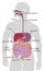 Human Gut Digestive System Gastrointestinal Tract