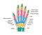 Human hand bones anatomy with descriptions. Colored hand parts structure. Lunate, triquetrum, pisiform, capitate, hamate