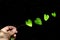 A human hand with a branch with a green heart shaped leaf With light shining on it