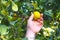 Human hand breaks a lemon from tree branch