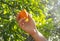 Human hand breaks an orange from tree branch